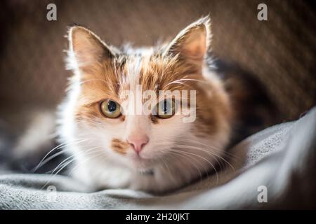 Tortoiseshell long-haired pet cat Stock Photo
