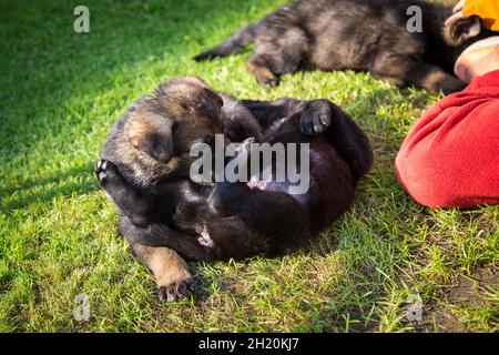 German Shepherd Dog (Alsatian) puppies playing Stock Photo