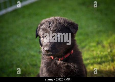 German Shepherd Dog (Alsatian) puppy