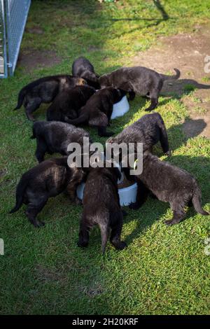 German Shepherd Dog (Alsatian) puppies Stock Photo