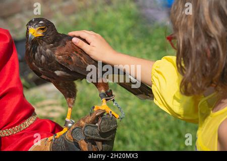 Girl Hand Touching Eagle Harris Hawk in Captivity Stock Photo