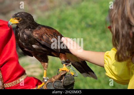 Girl Hand Touching Eagle Harris Hawk in Captivity Stock Photo