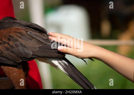 Girl Hand Touching Eagle Harris Hawk in Captivity Stock Photo