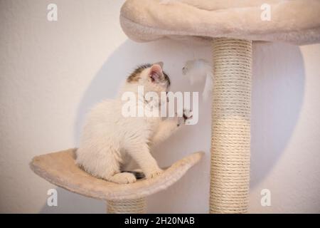 White baby cat playing Stock Photo