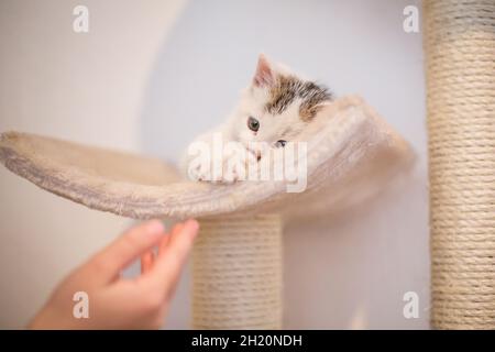 White baby cat playing Stock Photo