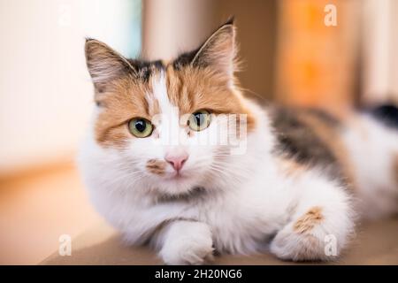 Tortoiseshell long-haired pet cat Stock Photo