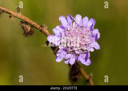 Scabiosa columbaria, Small Scabious wildflower closeup, Dorset, England, UK Stock Photo