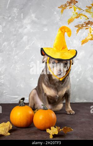 Pumpkin Dog Hat/halloween Dog Hat/thanksgiving Dog 