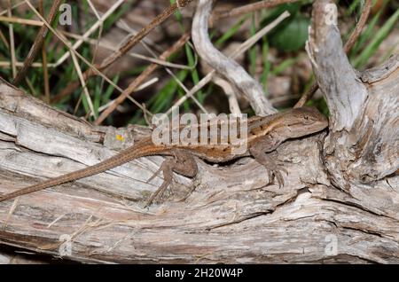 Fence Lizard, Sceloporus consobrinus Stock Photo