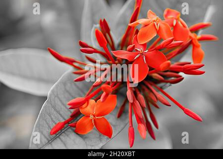 Red scarlet ixora flowers in bloom in Seychelles islands Stock Photo