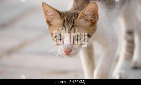 close up of street cat in doha , Qatar. Selective focus Stock Photo