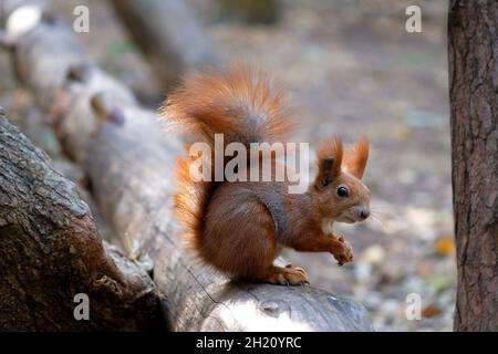 A squirrel eats a nut while sitting on a log in the forest. A ginger squirrel holds a nut in its paws and looks at the camera. Funny photo with a litt Stock Photo