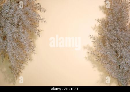 Dried Reed Flower and Peach Colored Paper on Dusk Concrete Stock Photo -  Image of decoration, color: 208374206