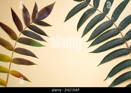 Autumnal flat composition with leaves. October mood Autumn leaves background. Concept texture leaves abstract green nature background tropical leaves. Stock Photo