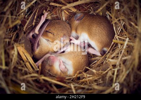 baby field mouse eyes closed