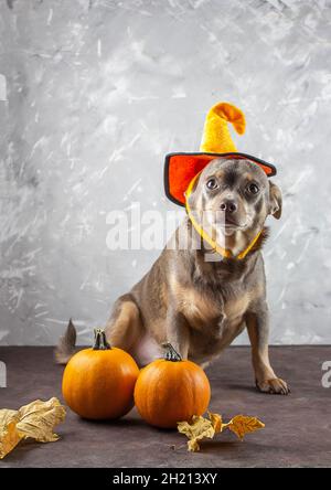 Pumpkin Dog Hat/halloween Dog Hat/thanksgiving Dog 