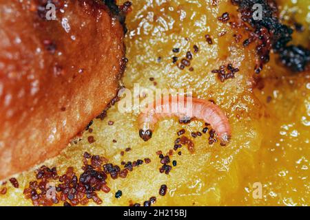 Larva of Plum fruit moth - Grapholita (sometimes Cydia) funebrana in plum friut. It is a moth of the family Tortricidae, an important pest of plums. Stock Photo