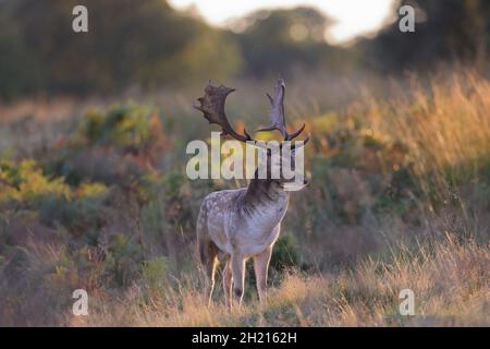 The European fallow deer also known as the common fallow deer or simply just fallow deer. Stock Photo