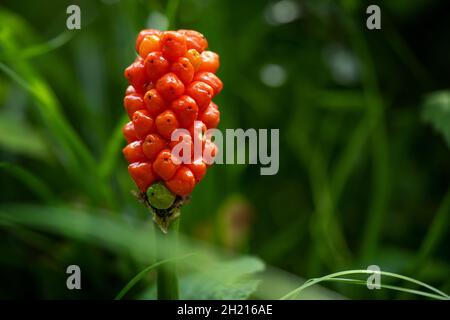 Arum maculatum with red berries also called Cuckoo Pint or Lords and Ladies, poisonous woodland plant against a dark green background with copy space, Stock Photo