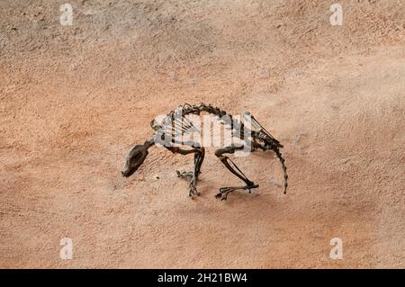 St. Paul, Minnesota. Science museum.  Model skeleton of a Triconodont. A small mammal from 145 million years ago. Stock Photo