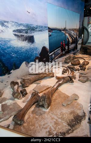 St. Paul, Minnesota. Science museum of Minnesota. Bones of a Woolly Mammoth. 'Mammuthus primigenius'  Found in 1923 in Minnesota. It is the most compl Stock Photo