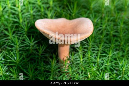 Beautiful mushroom growing in a deep green moss. Stock Photo