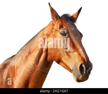 Portrait of a light chestnut horse in profile on a white background Stock Photo