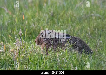 Brown Hare (Lepus europaeus) sitting in field Stock Photo