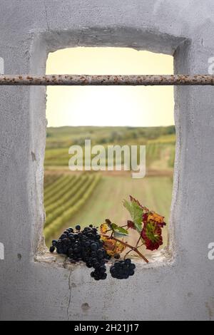 Bunch of red grapes on a window sill overlooking vineyard landscape Stock Photo