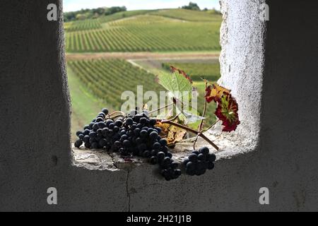 Bunch of red grapes on a window sill overlooking vineyard landscape Stock Photo