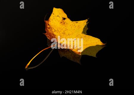 Close up of a yellow Norway maple or Acer platanoides leaf on a black background Stock Photo