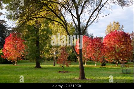 Trees photographed in Kew Gardens, London UK, in the late afternoon sun, with their leaves turning colour in autumn. Stock Photo