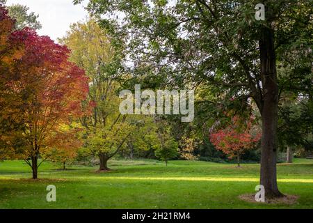 Trees photographed in Kew Gardens, London UK, in the late afternoon sun, with their leaves turning colour in autumn. Stock Photo
