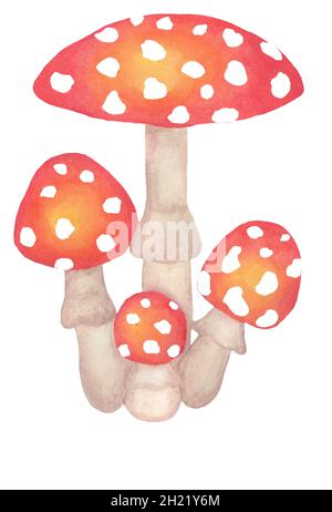 Fly agaric. Family of poisonous mushrooms. Children's watercolor illustration. Separate on a white background. Hand-drawn on paper. Stock Photo