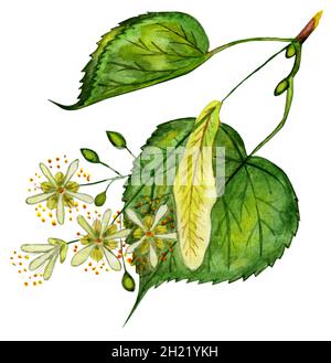 Linden flowers, branch with green leaves, closeup of seeds isolated on white background. Watercolor hand painted on paper. Stock Photo