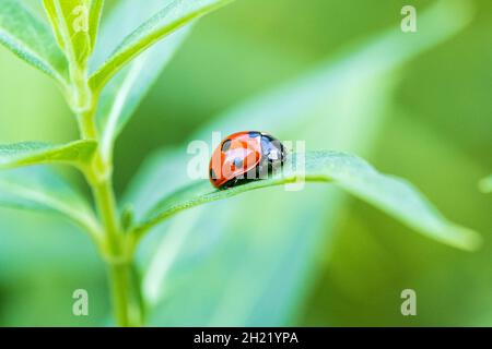 A ladybug or ladybird beetle, Coccinella septempunctata, on a leaf of milkweed. Wichita, Kansas, USA Stock Photo