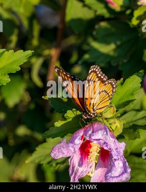 Viceroy butterfly, Limenitis archippus, a Monarch mimic, an example of Mullerian mimicry, on a spent Althea, Hibiscus, flower. Wichita, Kansas, USA Stock Photo