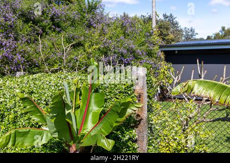 Sydney garden Australia, Abyssinian banana palm growing alongside Chinese star Jasmin plants with spring white flowers Stock Photo