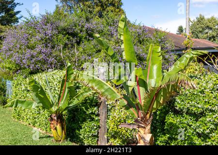 Sydney garden Australia, Abyssinian banana palm growing alongside Chinese star Jasmin plants with spring white flowers Stock Photo