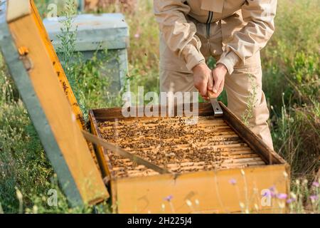 Beekeeper working at his apiary Stock Photo