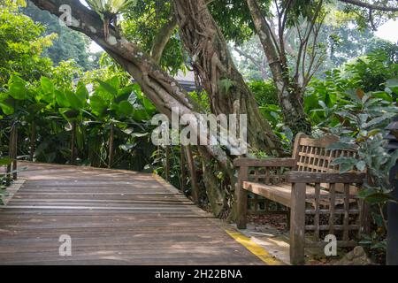 A wooden bench and pedestrian wooden pathway at botanic garden in Singapore Stock Photo