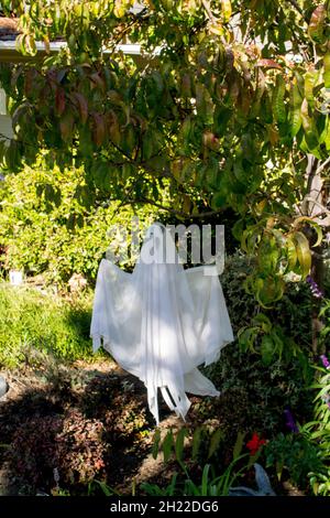 White fabric ghost decoration hanging from a tree to spook the neighbors at Halloween. Stock Photo