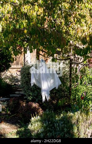 White fabric ghost decoration hanging from a tree to spook the neighbors at Halloween. Stock Photo