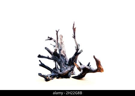 The dry tree big roots on white background. Stock Photo