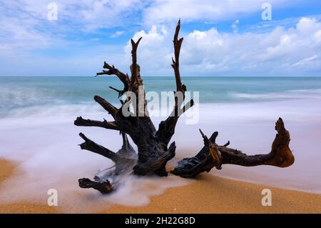 The dry tree big roots on sandy beach with long exposure image of wave sea background Blue sky clouds background. Stock Photo