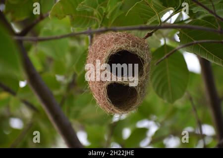 Empty weaver bird nest made by dry grass or straw on a banana tree in a farm; blurry background Stock Photo