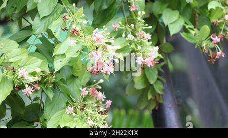 rangoon jasmine, Rangoon jasmine is The trees bend and twist and bloom it is red and pink and rose colors and different types of colors Against the ba Stock Photo