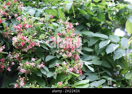 rangoon jasmine, Rangoon jasmine is The trees bend and and bloom it is red and pink and rose colors and different types of colors Against the backgrou Stock Photo