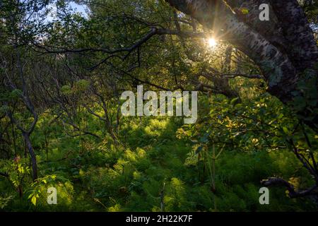 birch forest in the Skaftafell National Park Iceland Stock Photo - Alamy