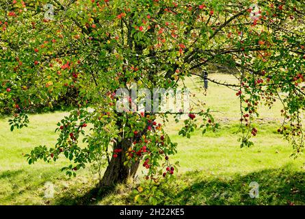 A wild apple tree on the edge of a rural road in New Brunswick Canada Stock Photo